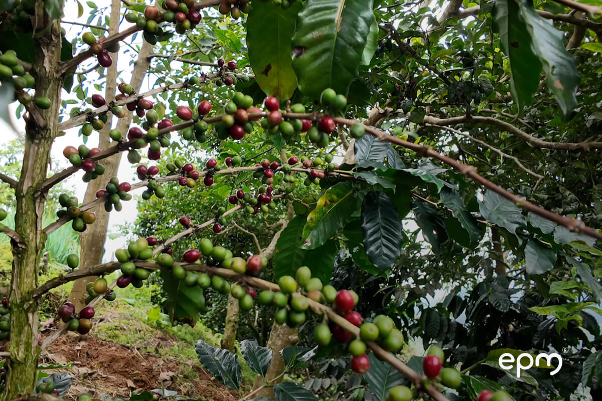 Árbol de café con frutas rojas y verdes rodeado de naturaleza y tierra color café