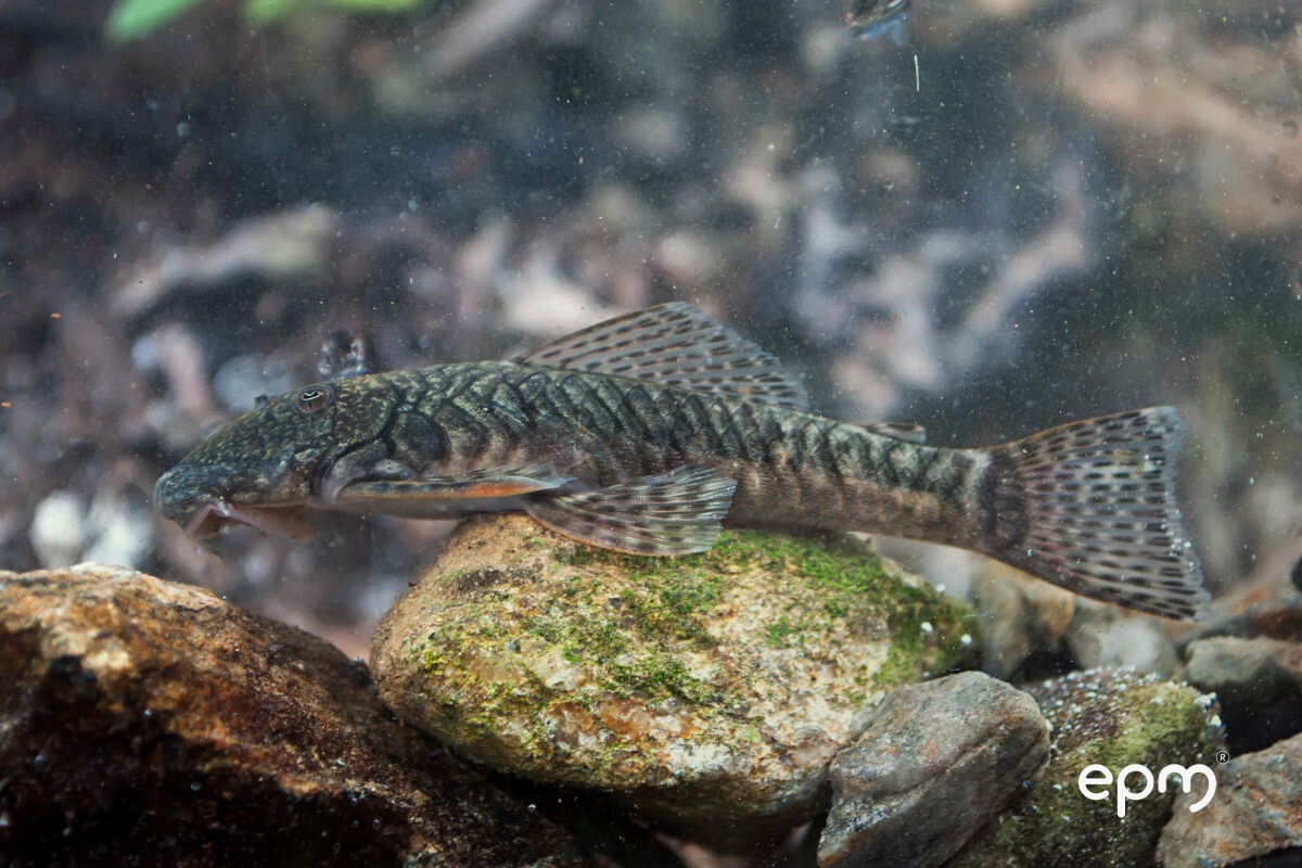 Nuevas especies de peces en los ríos Magdalena y Atrato