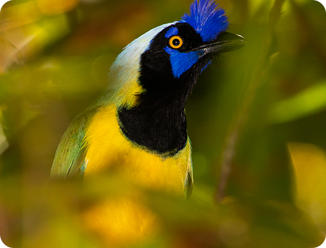 Ave de color amarillo, negro y azul