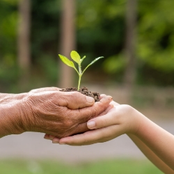 Manos de una persona mayor entregando una planta a un niño