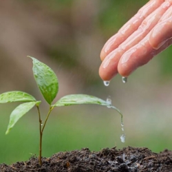 Mano regando una planta joven con gotas de agua