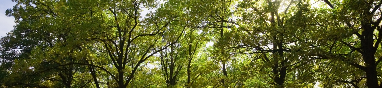 Bosque de árboles frondosos iluminados por la luz del sol