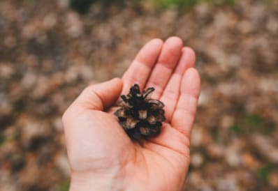 Mano humana sosteniendo una piña de árbol