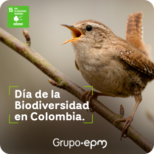 Pájaro cantando sobre una rama de árbol acompañado del texto "Día de la biodiversidad en Colombia"