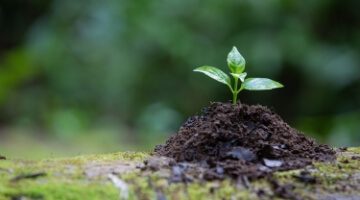 Imagen de una planta creciendo en tierra, representando el concepto de sostenibilidad.
