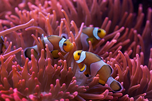 Peces en un arrecife