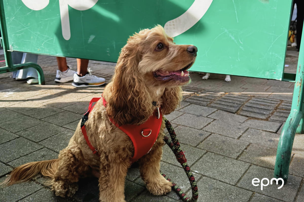 Perro con arnés rojo participa en la Caminata Canina y de Mascotas durante la Feria.