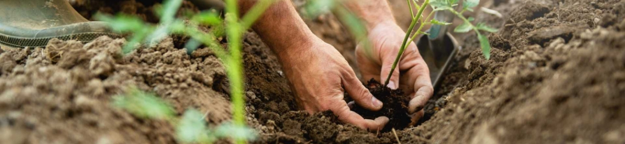 Image of a person planting plants
