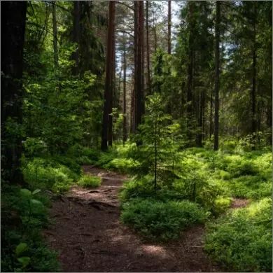 Planting of more than 11 million trees