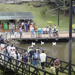 Personas caminando sobre un puente y en un muelle junto a un lago con gansos, en un parque rodeado de vegetación.